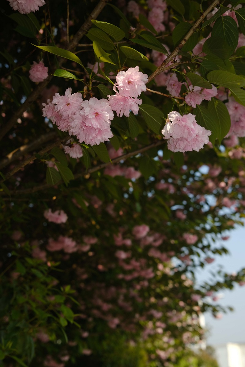 學(xué)校的櫻花開了，你，不來看看嗎？